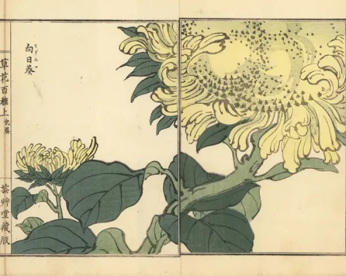 Framed Print : Sunflower, Helianthus annuus