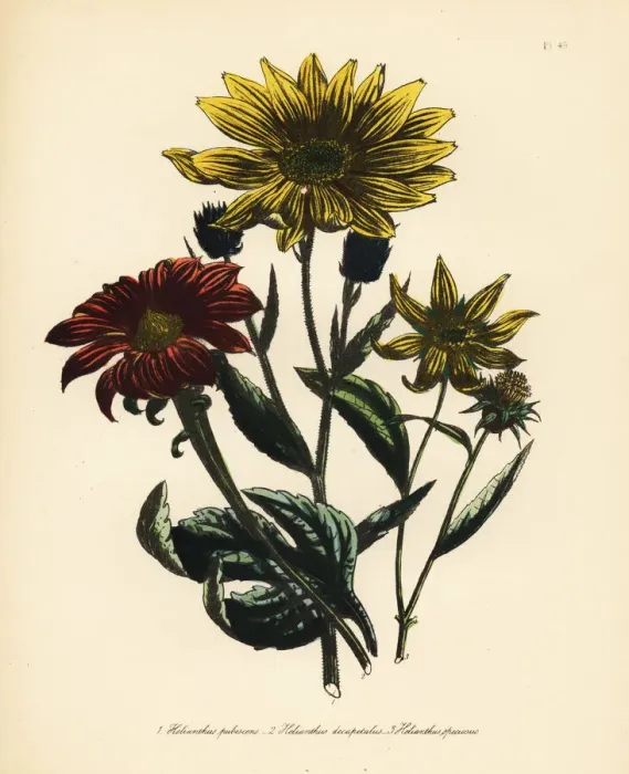 Framed Print : Sunflower or Helianthus species Framed Print : Sunflower or Helianthus species