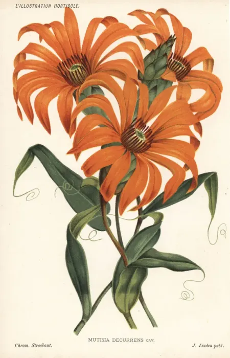 Framed Print : Sunflower species, Mutisia decurrens Framed Print : Sunflower species, Mutisia decurrens