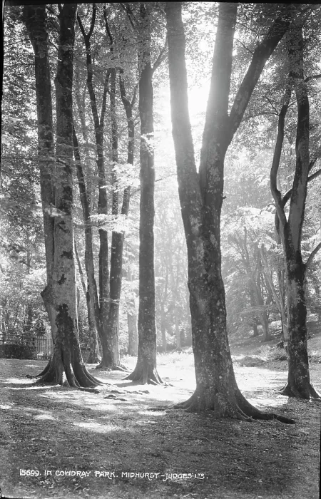 Framed Print : Sunlit Trees in Cowdray Park Framed Print : Sunlit Trees in Cowdray Park