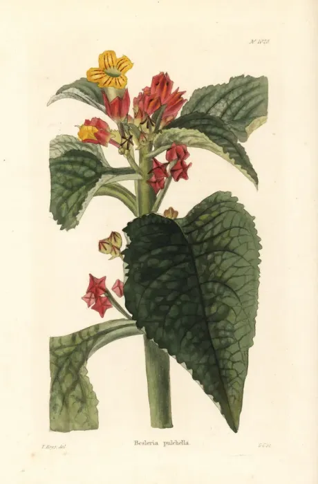 Framed Print : Sunset bells, Chrysothemis pulchella Framed Print : Sunset bells, Chrysothemis pulchella