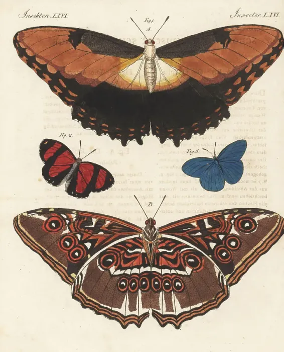 Framed Print : Sunset morpho, Astarte eighty-eight and azure blue butterfly Framed Print : Sunset morpho, Astarte eighty-eight and azure blue butterfly