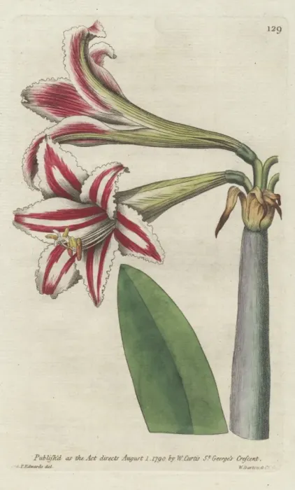 Framed Print : Superb amaryllis, Hippeastrum vittatum Framed Print : Superb amaryllis, Hippeastrum vittatum
