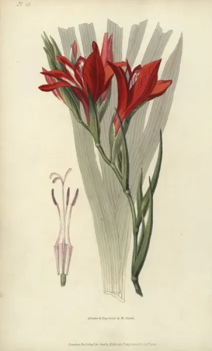 Framed Print : Superb corn flag, Gladiolus cardinalis Framed Print : Superb corn flag, Gladiolus cardinalis