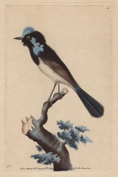 Framed Print : Superb Fairywren, Malurus cyaneus cyaneus, from Tasmania Framed Print : Superb Fairywren, Malurus cyaneus cyaneus, from Tasmania