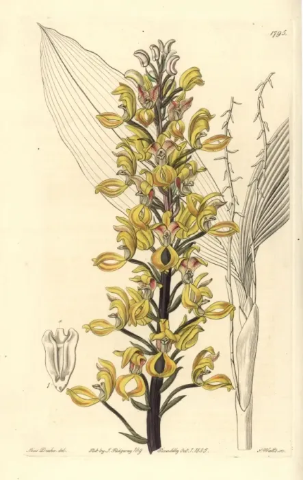 Framed Print : Superb govenia orchid, Govenia superba Framed Print : Superb govenia orchid, Govenia superba
