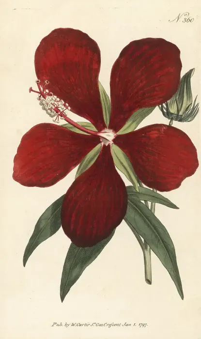 Framed Print : Superb hibiscus, Hibiscus speciosus Framed Print : Superb hibiscus, Hibiscus speciosus