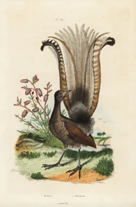Framed Print : Superb lyrebird and false azalea Framed Print : Superb lyrebird and false azalea