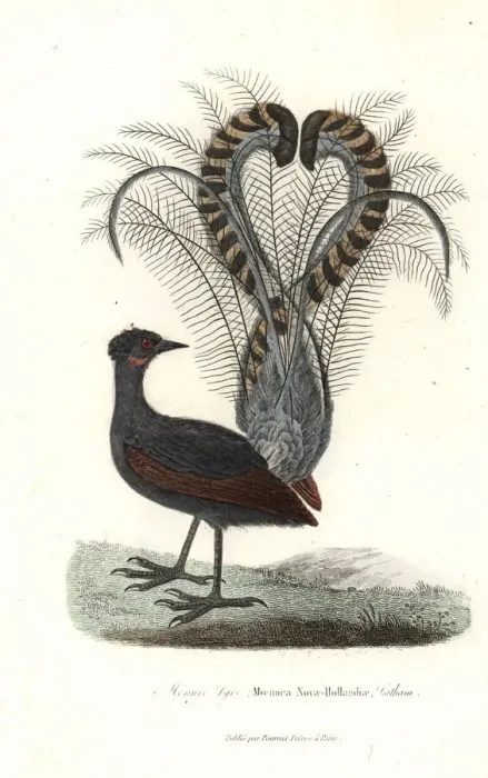 Framed Print : Superb lyrebird, Menura novaehollandiae Framed Print : Superb lyrebird, Menura novaehollandiae