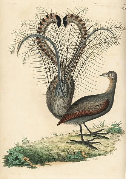 Superb lyrebird, Menura novaehollandiae
