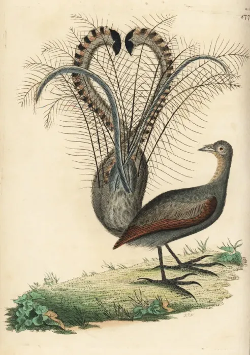 Framed Print : Superb lyrebird, Menura novaehollandiae Framed Print : Superb lyrebird, Menura novaehollandiae