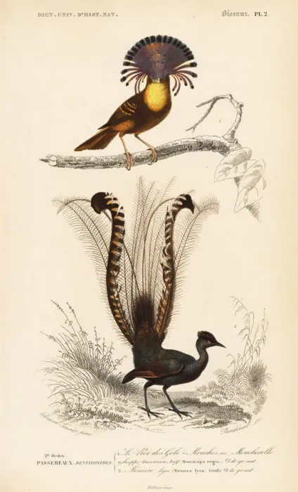 Framed Print : Superb lyrebird, Menura novaehollandiae Framed Print : Superb lyrebird, Menura novaehollandiae