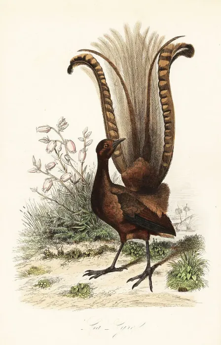 Framed Print : Superb lyrebird, Menura novaehollandiae Framed Print : Superb lyrebird, Menura novaehollandiae