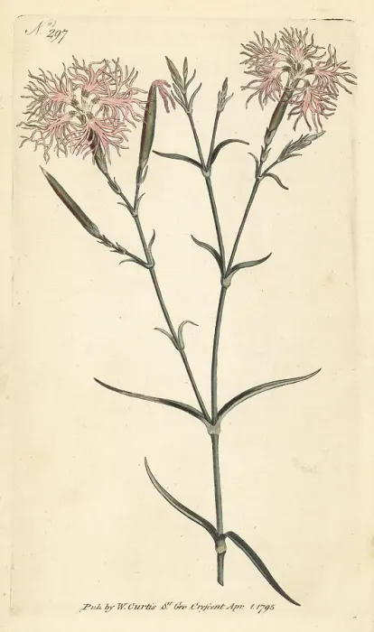 Framed Print : Superb pink, Dianthus superbus Framed Print : Superb pink, Dianthus superbus
