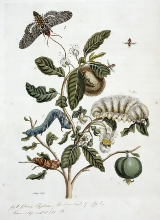 Framed Print : Surinaamsche Insecten, Insects of Surinam Framed Print : Surinaamsche Insecten, Insects of Surinam