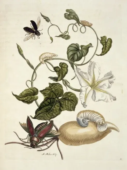 Framed Print : Surinaamsche Insecten, Insects of Surinam Framed Print : Surinaamsche Insecten, Insects of Surinam