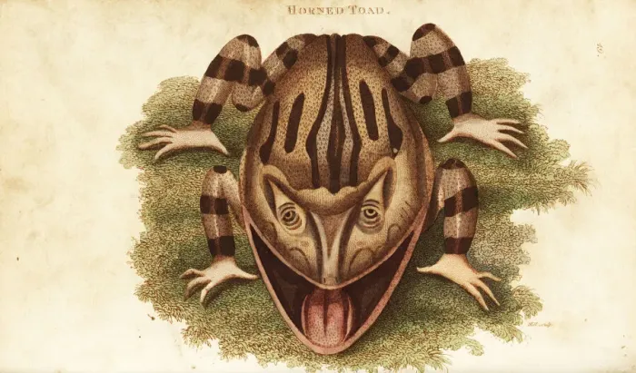 Framed Print : Surinam horned frog, Ceratophrys cornuta Framed Print : Surinam horned frog, Ceratophrys cornuta
