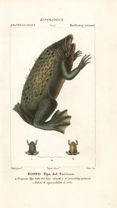 Framed Print : Surinam toad, Pipa pipa Framed Print : Surinam toad, Pipa pipa