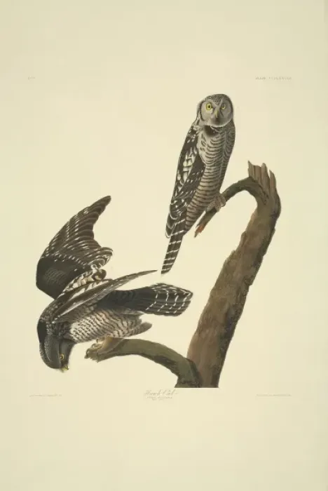 Framed Print : Surnia ulula, northern hawk-owl Framed Print : Surnia ulula, northern hawk-owl