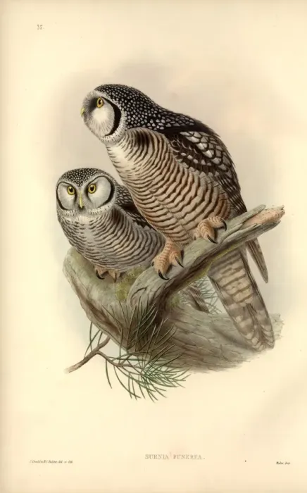 Framed Print : Surnia ulula, northern hawk owl Framed Print : Surnia ulula, northern hawk owl