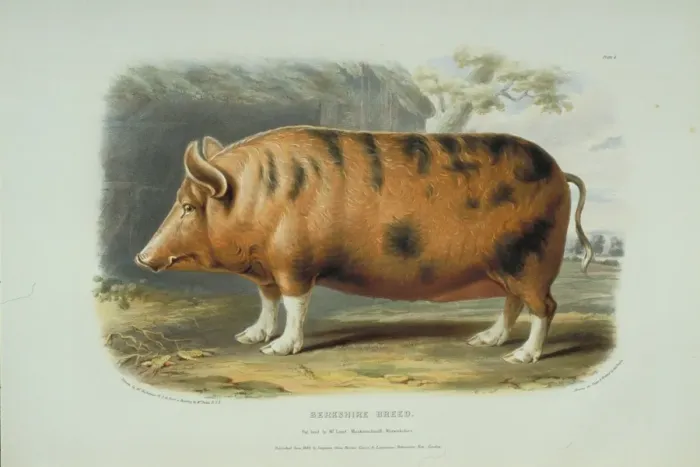 Framed Print : Sus domesticus, pig Framed Print : Sus domesticus, pig