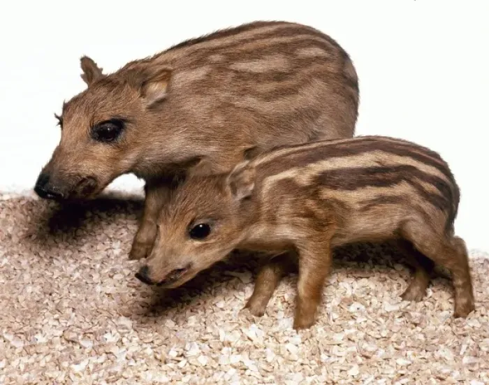 Framed Print : Sus scrofa, European wild boar Framed Print : Sus scrofa, European wild boar