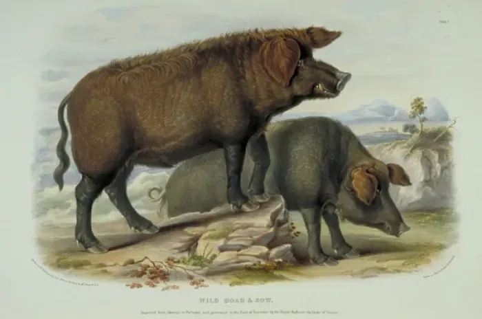 Framed Print : Sus scrofa, wild boar Framed Print : Sus scrofa, wild boar