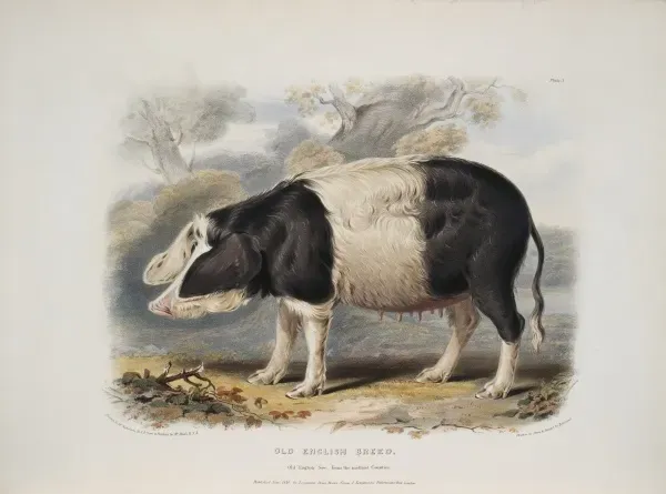イギリス購入★木製額入り絵 PIG & SHEEP Old English Hog Print, 1842. Art Prints, Posters & Puzzles from