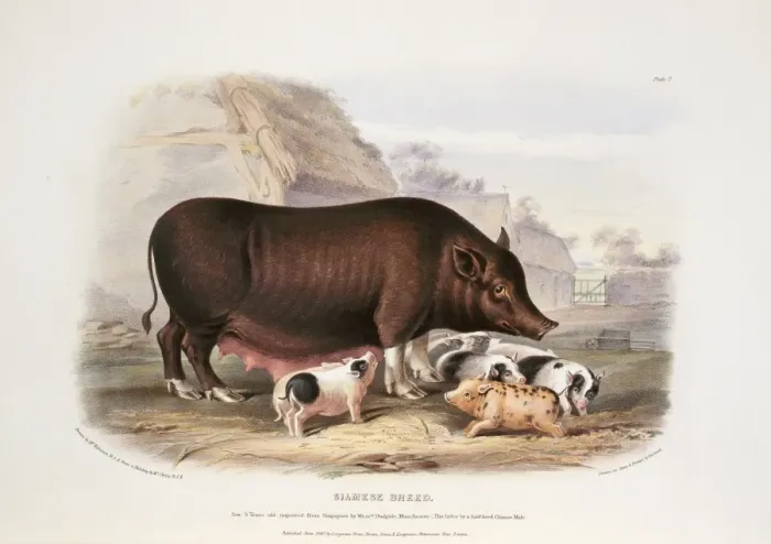 Framed Print : Sus sp. hog, Siamese breed Framed Print : Sus sp. hog, Siamese breed
