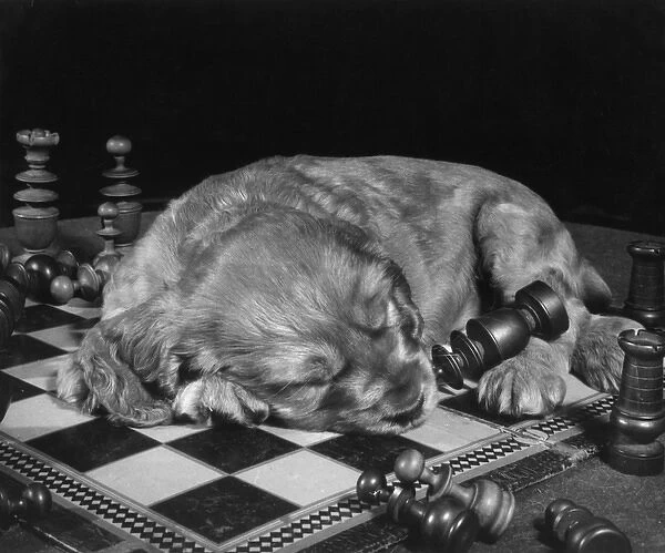 Susi - asleep on chess board