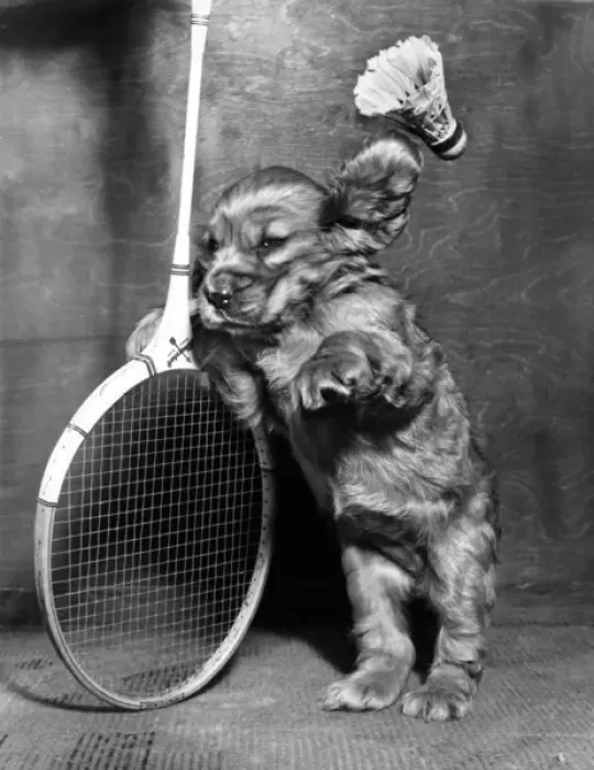 Framed Print : Susi - with badminton racquet and shuttlecock Framed Print : Susi - with badminton racquet and shuttlecock