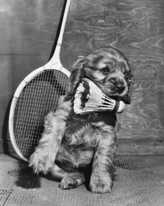Framed Print : Susi - with badminton racquet and shuttlecock Framed Print : Susi - with badminton racquet and shuttlecock