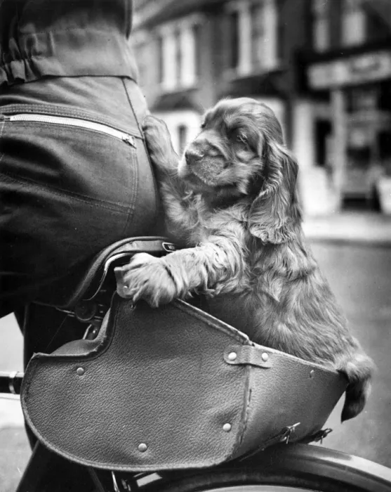 Framed Print : Susi - on the back of a bicycle Framed Print : Susi - on the back of a bicycle