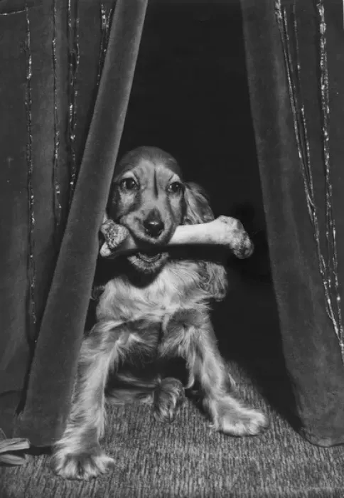 Framed Print : Susi - with a bone in her mouth Framed Print : Susi - with a bone in her mouth