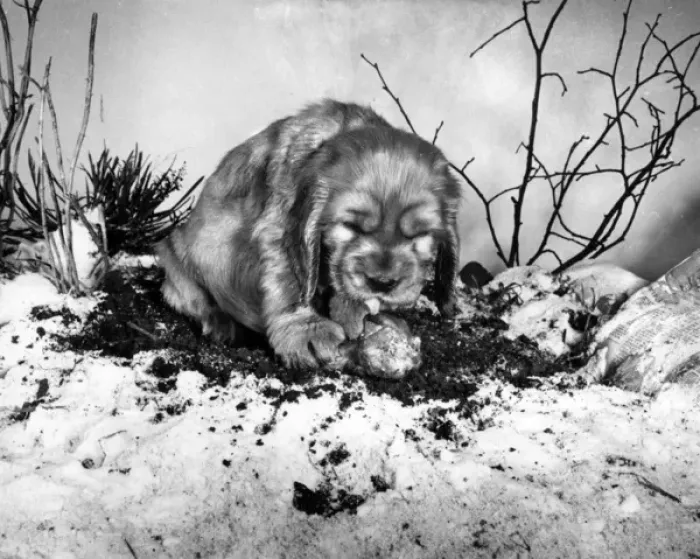 Framed Print : Susi - with a bone in the snow