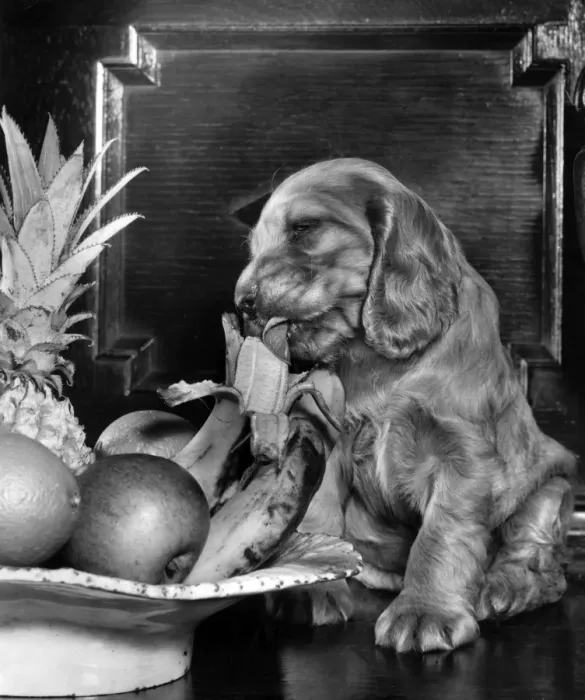 Framed Print : Susi - with bowl of fruit Framed Print : Susi - with bowl of fruit