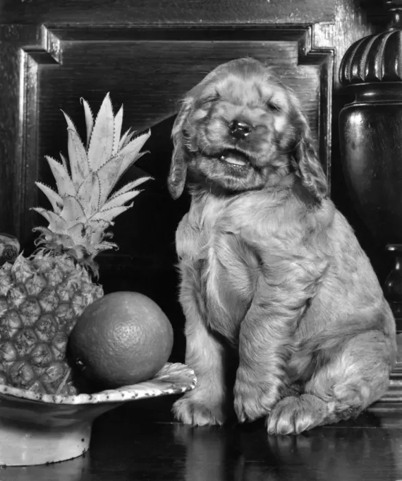 Framed Print : Susi - with bowl of fruit