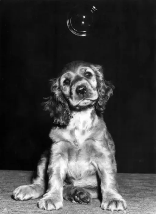 Framed Print : Susi - with a bubble above her head Framed Print : Susi - with a bubble above her head