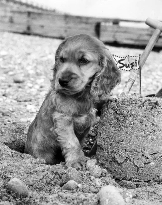 Framed Print : Susi - building a sandcastle Framed Print : Susi - building a sandcastle