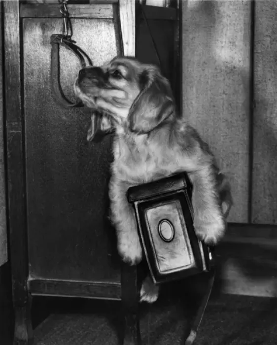 Framed Print : Susi - with camera, collar and lead Framed Print : Susi - with camera, collar and lead