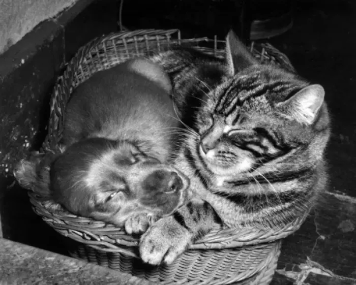 Framed Print : Susi - with cat in basket Framed Print : Susi - with cat in basket