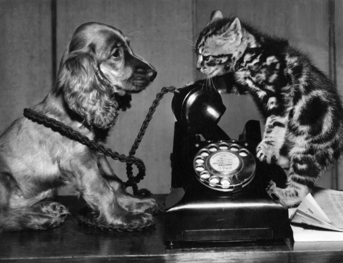 Framed Print : Susi - with cat and telephone Framed Print : Susi - with cat and telephone