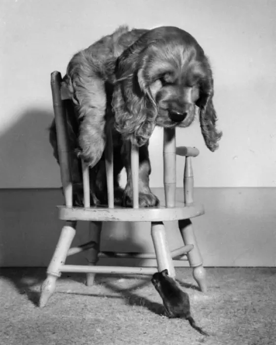 Framed Print : Susi - on chair, with mouse below Framed Print : Susi - on chair, with mouse below