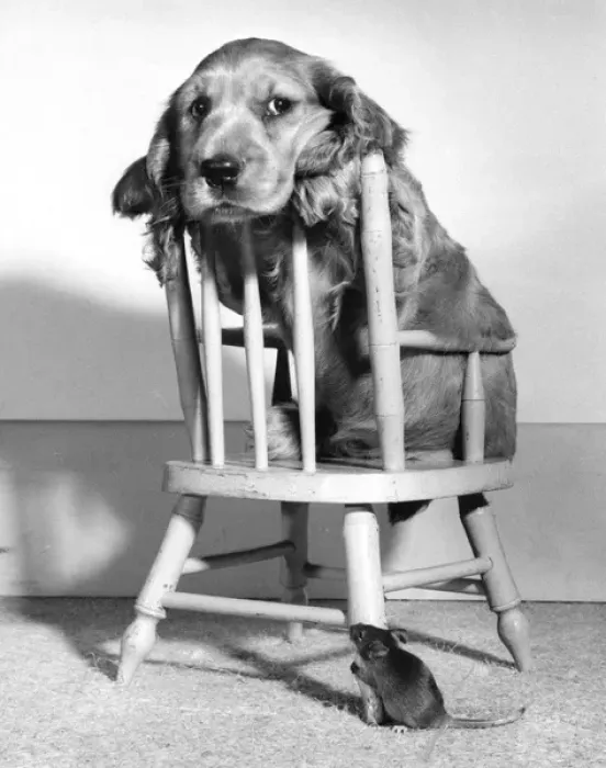 Framed Print : Susi - on chair, with mouse below Framed Print : Susi - on chair, with mouse below