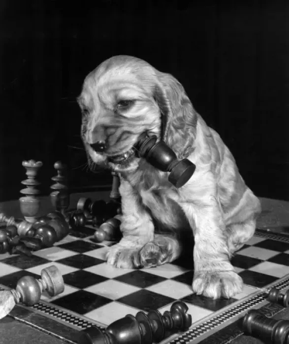 Framed Print : Susi - chewing a chess piece Framed Print : Susi - chewing a chess piece