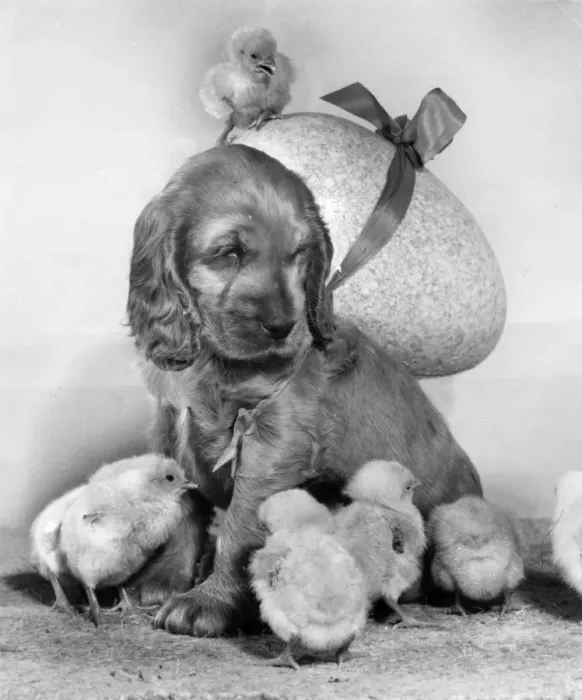 Framed Print : Susi - with chicks and large Easter egg Framed Print : Susi - with chicks and large Easter egg