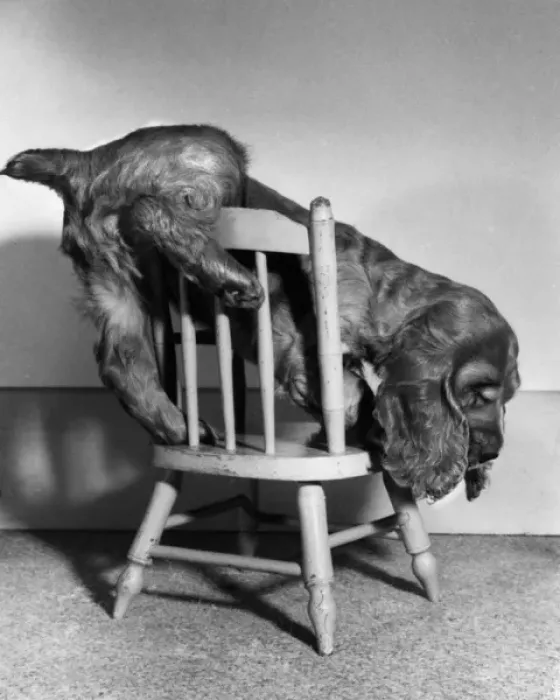 Framed Print : Susi - climbing down from a chair Framed Print : Susi - climbing down from a chair