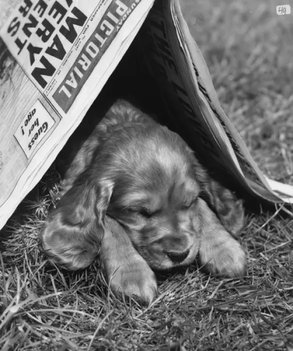 Framed Print : Susi - dozing under a newspaper Framed Print : Susi - dozing under a newspaper