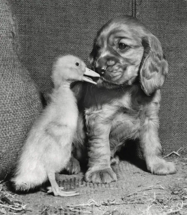 Framed Print : Susi - with duckling Framed Print : Susi - with duckling