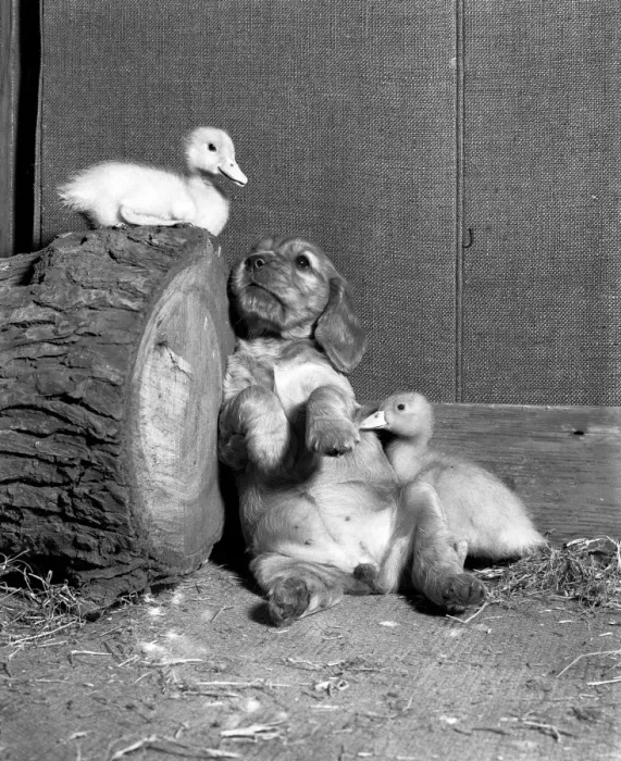 Framed Print : Susi - with ducklings